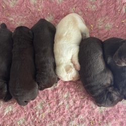 Chiots Labradors Chocolat et Sable