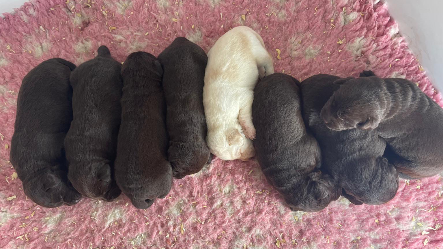 You are currently viewing Chiots Labradors Chocolat et Sable