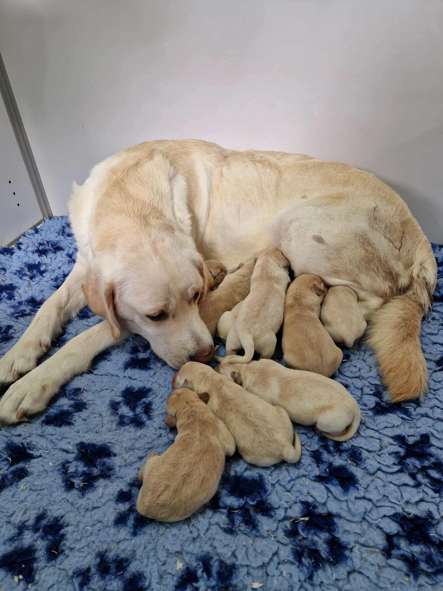 You are currently viewing Chiots Labradors Sable (tous réservés)