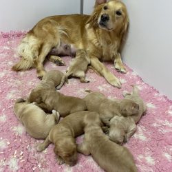 Chiots Golden Retriever