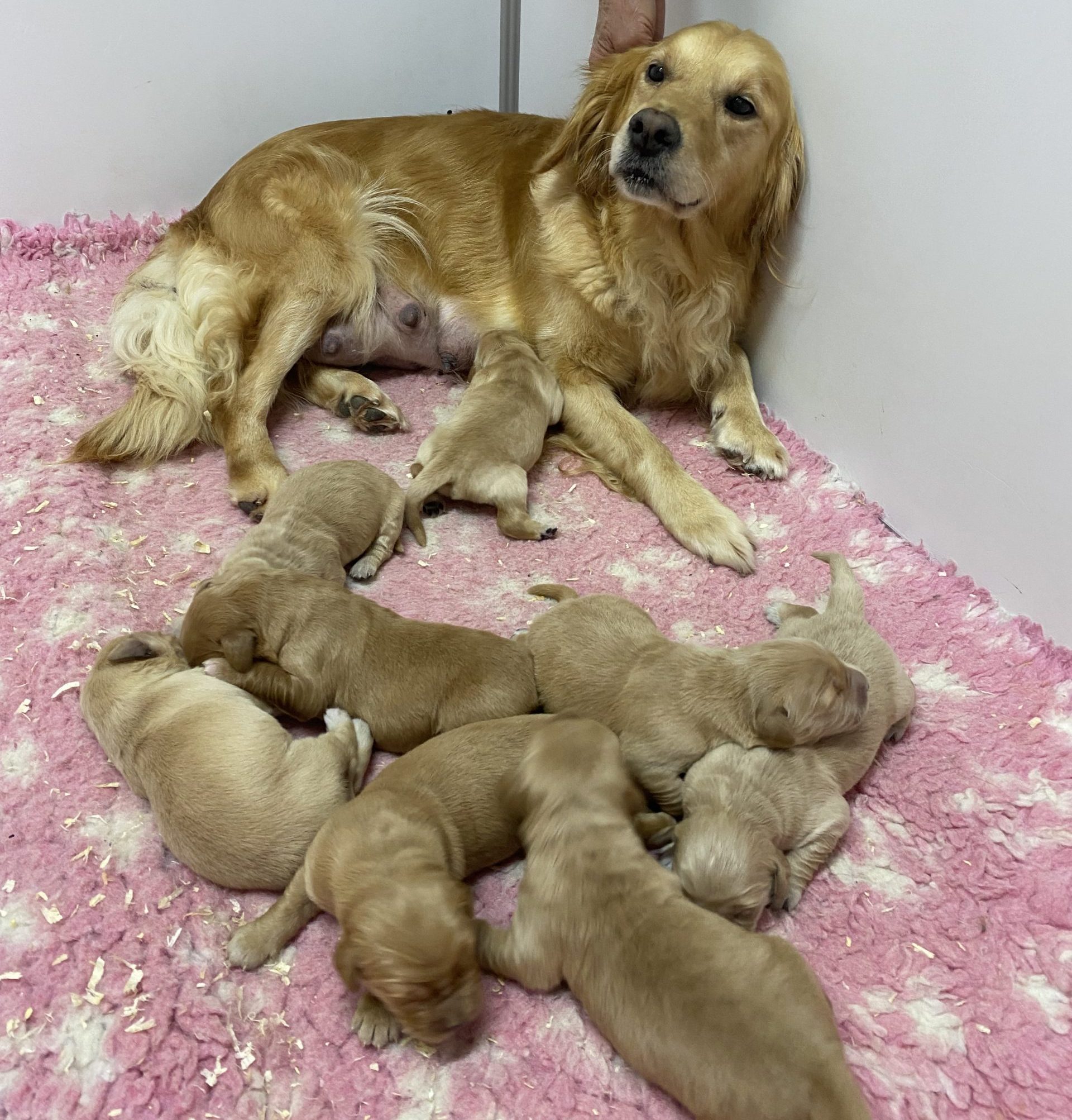 You are currently viewing Chiots Golden Retriever