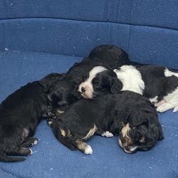 Chiots Cavapoo (tous réservés)