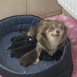 Chiots Chihuahua