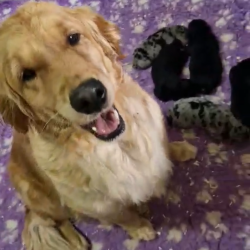 Chiots Golden-Aussie