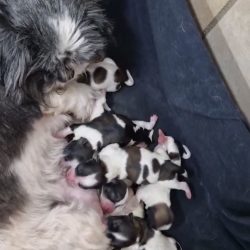 Chiots Shih Tzu