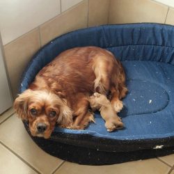 Chiot Cavalier King Charles mâle (réservé)