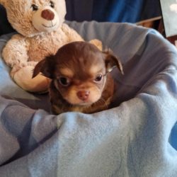 Chiot Chihuahua mâle