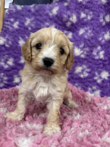 Lire la suite à propos de l’article Chiots Cavapoo (tous réservés)