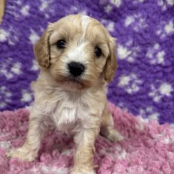 Chiots Cavapoo (tous réservés)