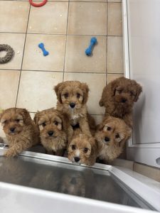 Lire la suite à propos de l’article Chiots Cavapoo rubis (tous réservés)