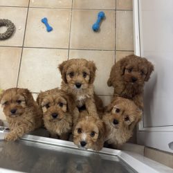 Chiots Cavapoo rubis (tous réservés)