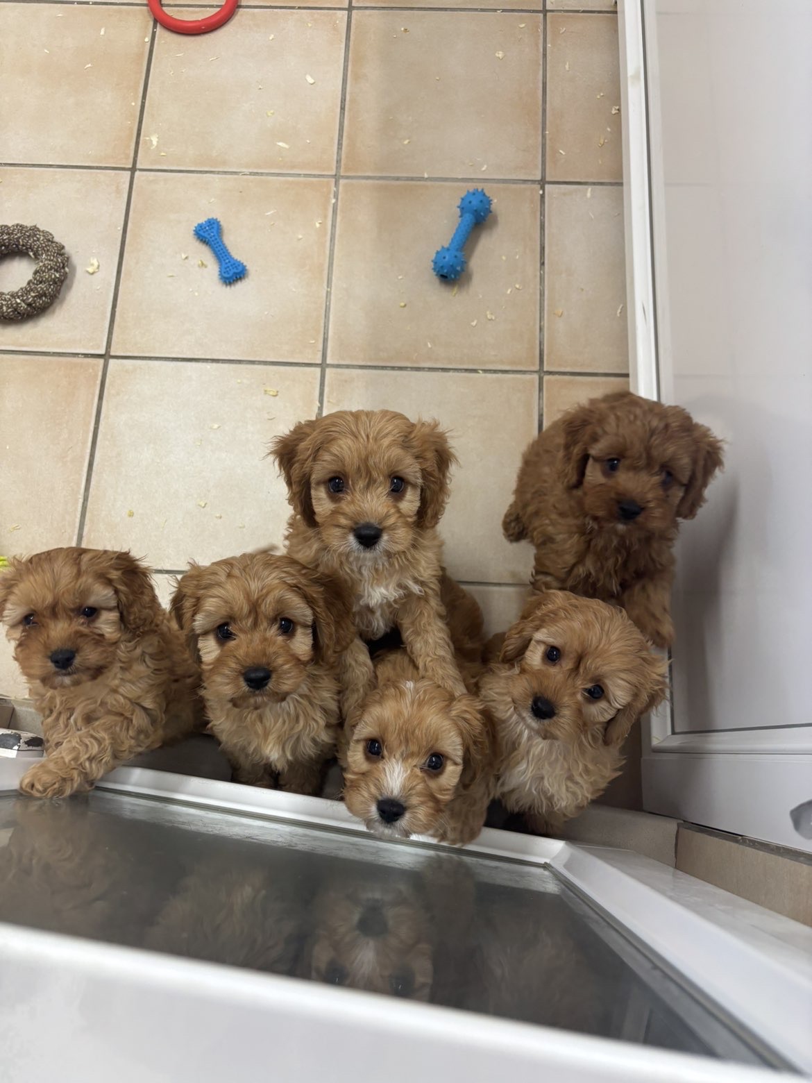 You are currently viewing Chiots Cavapoo rubis (tous réservés)