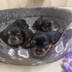 Chiots Yorkshire