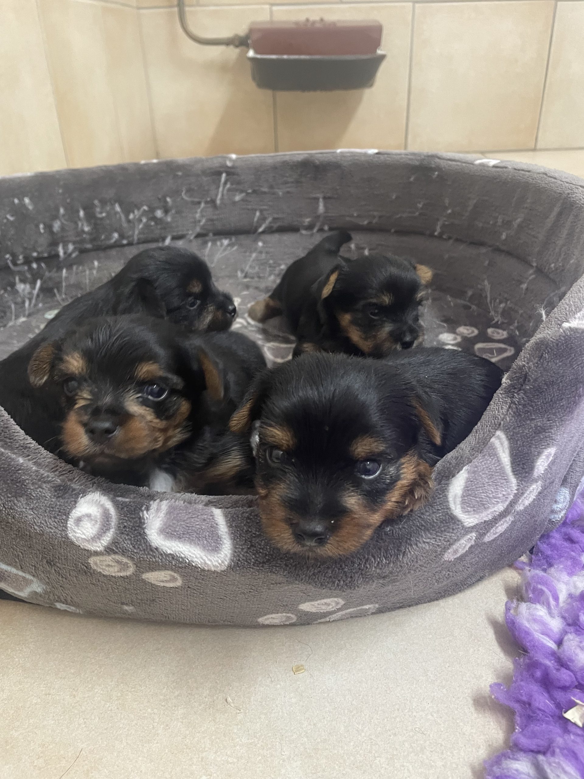 You are currently viewing Chiots Yorkshire