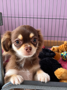 Lire la suite à propos de l’article Chiot Chihuahua mâle