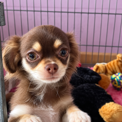 Chiot Chihuahua mâle