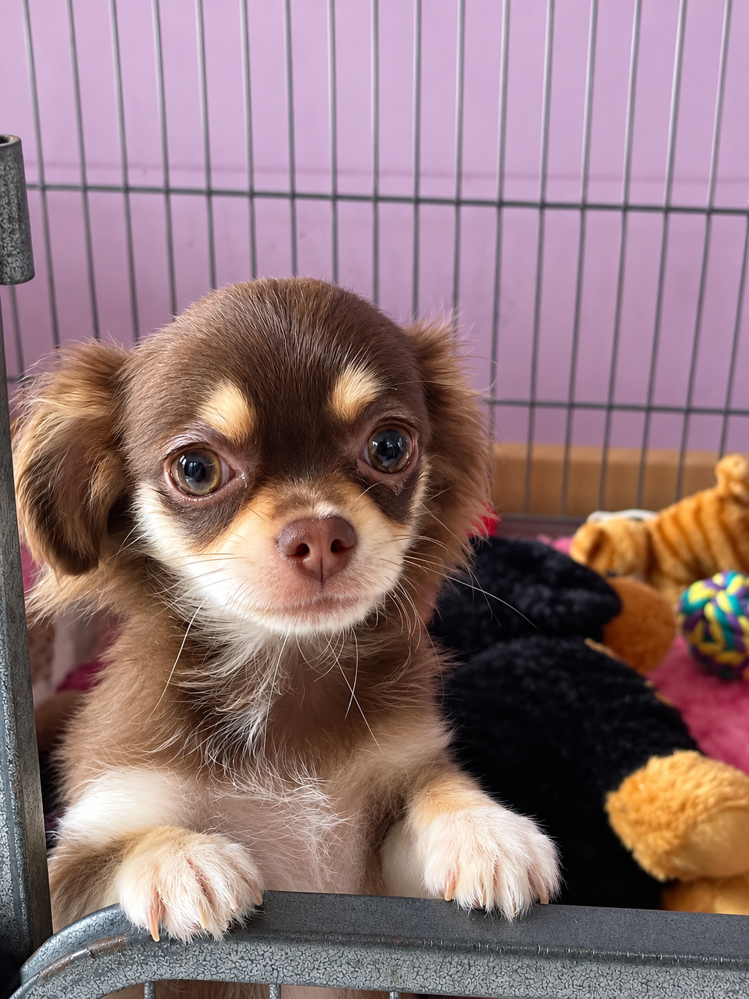 You are currently viewing Chiot Chihuahua mâle