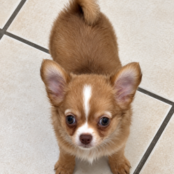 Chiot Chihuahua mâle