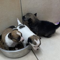 Chiots Pomchi ( Spitz X Chihuahua)