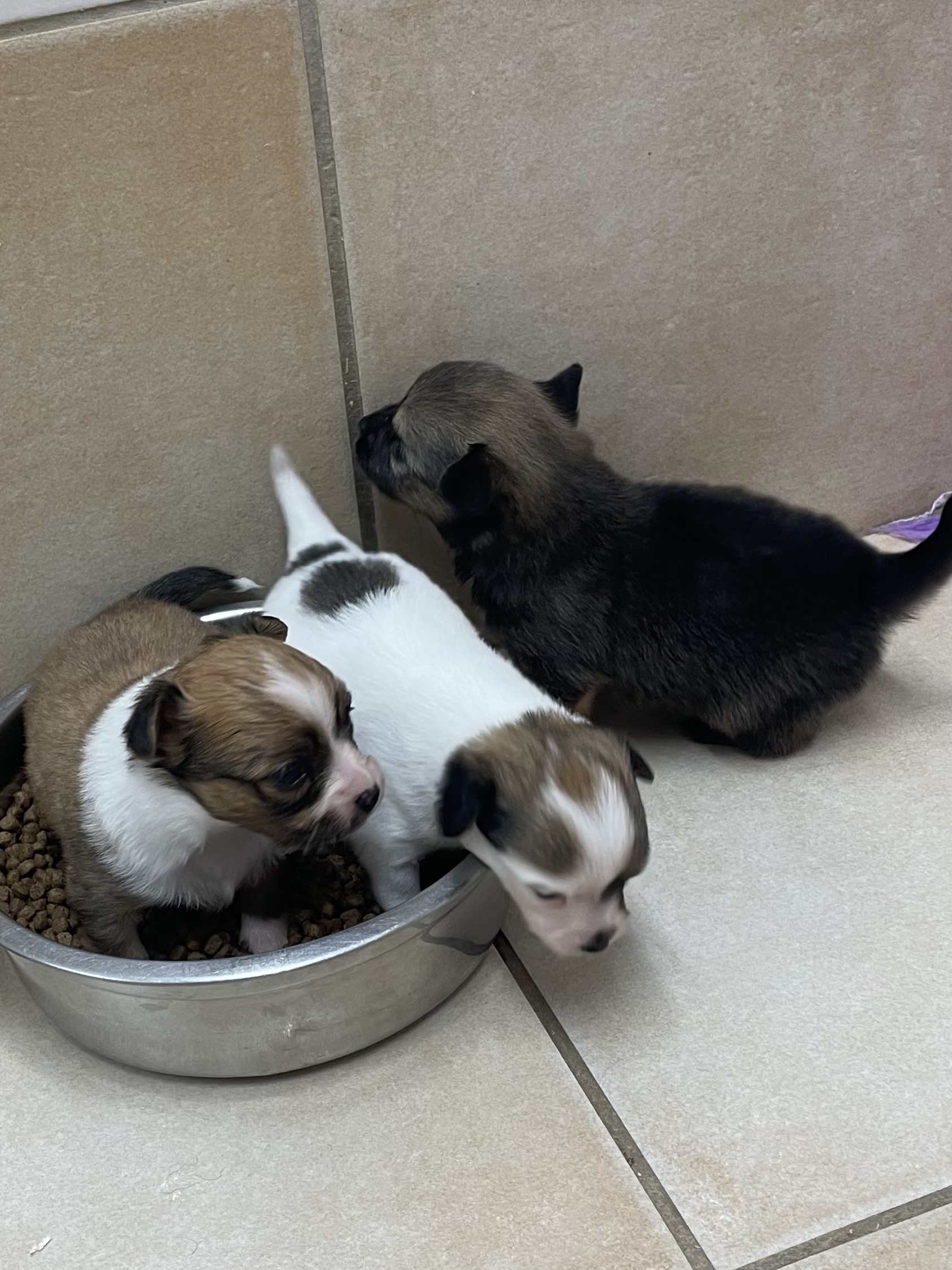 You are currently viewing Chiots Pomchi ( Spitz X Chihuahua)